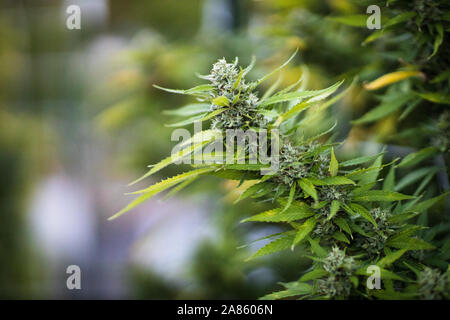 Primo piano di marijuana cannabis sativa fiore germoglio pianta in Oklahoma City. Foto Stock