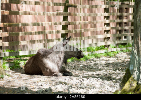 Alci, Białowieża foresta Primaeval, Voivodato Podlaskie, Polonia Foto Stock