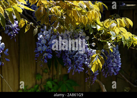 Home Giardini, piante e alberi, REGNO UNITO Foto Stock