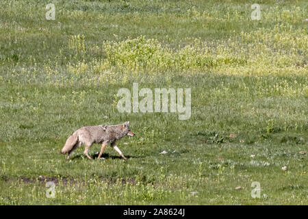 Coyote nel Parco Nazionale di Yellowstone, Wyoming USA Foto Stock