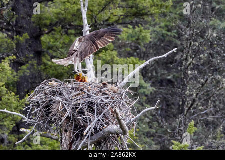 Osprey e nidificano nel parco nazionale di Yellowstone, Wyoming USA Foto Stock