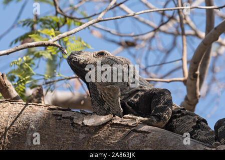 Close up shoot di Garrobo Iguana sul ramo di un albero vicino alle rovine di Tulum Messico Foto Stock