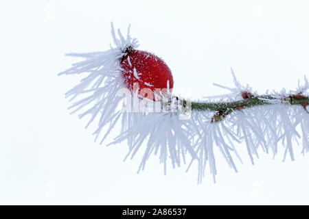 Red Rose hip / frutti di rosa canina (Rosa canina) coperto di brina / brina trasformata per forte gradiente gelo in inverno Foto Stock