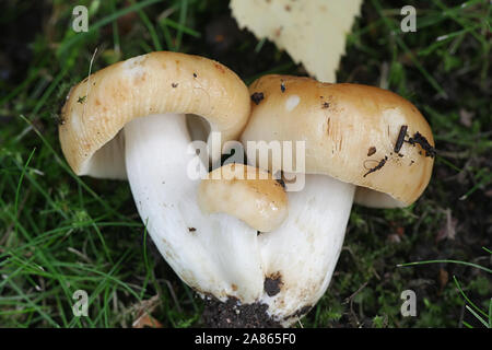 Russula foetens, noto come Russula puzzolente o Brittlegill puzzolente di funghi selvatici dalla Finlandia Foto Stock