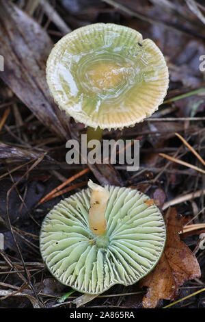 Gliophorus psittacinus, noto come il pappagallo Toadstool o Waxcap pappagallo di funghi selvatici dalla Finlandia Foto Stock