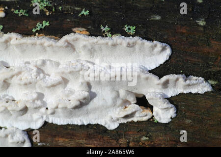 Antrodia serialis, noto come crosta serrata, un fungo polypore dalla Finlandia Foto Stock