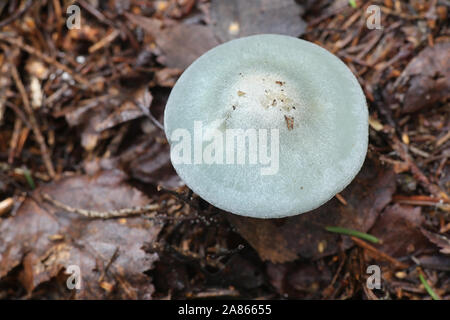 Clitocybe odora, noto come i semi di anice toadstool o imbuto di anice, funghi selvatici dalla Finlandia Foto Stock