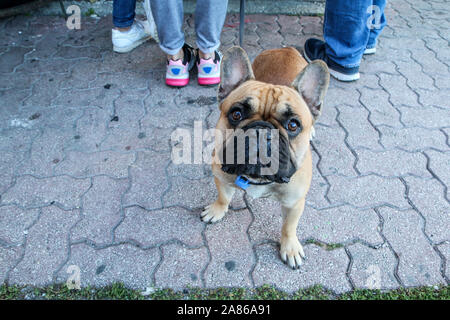 Le curiosità bulldog è guardando a voi e non è interessato ai suoi proprietari. Foto Stock