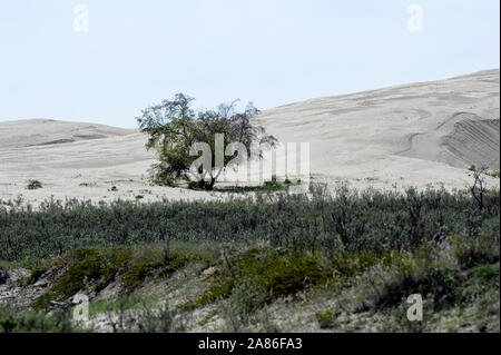 Gli alberi di salice e dune di sabbia al grande Sandhills vicino al proprio di Leader, Saskatchewan, Canada Foto Stock
