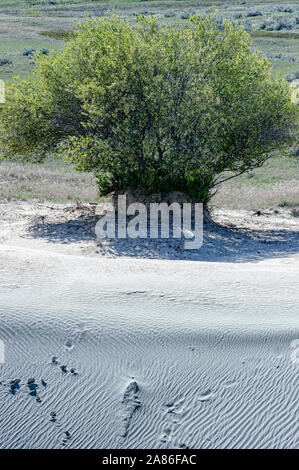 Gli alberi di salice e dune di sabbia al grande Sandhills vicino al proprio di Leader, Saskatchewan, Canada Foto Stock