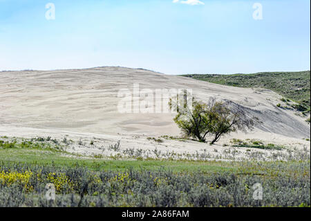Gli alberi di salice e dune di sabbia al grande Sandhills vicino al proprio di Leader, Saskatchewan, Canada Foto Stock