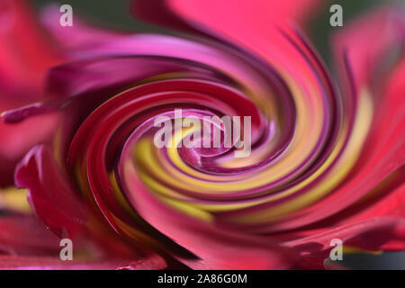 Modello di una spirale abstract Frattali effetto creato dalla foto di un rosso e giallo fiore. Foto Stock