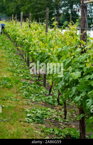 Le righe con vino bianco piante di uva sulla vigna olandese nel Brabante Settentrionale, la produzione di vino in Paesi Bassi Foto Stock