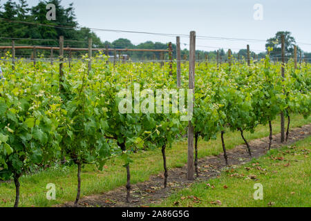 Le righe con vino bianco piante di uva sulla vigna olandese nel Brabante Settentrionale, la produzione di vino in Paesi Bassi Foto Stock