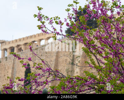 Vista sulla collina dell'Acropoli di Atene dal giardino di primavera con la fioritura degli alberi Foto Stock