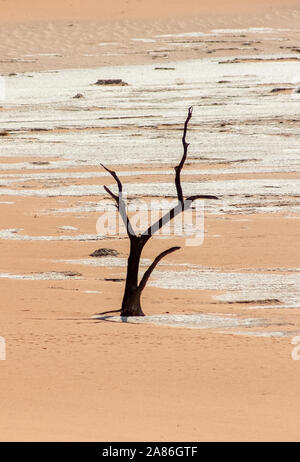 Nero Albero Morto catturati a Dead Vlei in Namibia, Africa Foto Stock