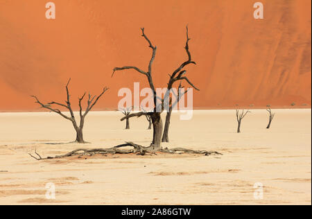 Antichi alberi morti a Dead Vlei in Namibia, Africa Foto Stock