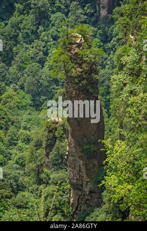Vista verticale del pilastro di pietra di Montagne Tianzi in Zhangjiajie National Park, una famosa attrazione turistica, Wulingyuan, nella provincia del Hunan, Cina Foto Stock