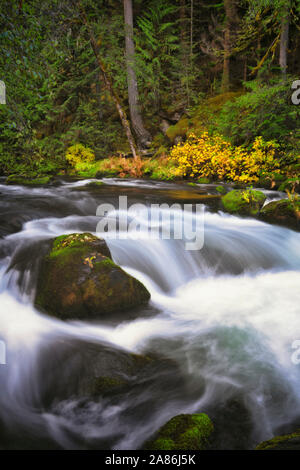 Il flusso d'autunno della selvaggia e Scenic Clackamas superiore fiume precipita attraverso Oregon's Mount Hood National Forest. Foto Stock