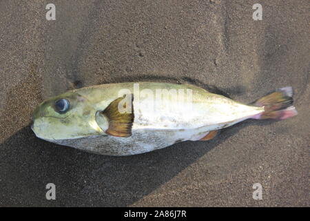Bachcast puffrfish Foto Stock