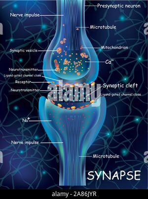 Anatomia cellule synapse. La trasmissione del segnale di impulso in un organismo vivente. La segnalazione nel cervello. Collegamenti di sinapsi nel cervello forma pensieri Illustrazione Vettoriale