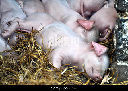 Close up di un sonno piglet che guarda come è sorridente nel suo sonno - Wales UK Foto Stock
