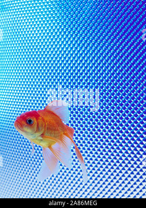 Fiocco Goldfish nuotare nel serbatoio con blu metallico sullo sfondo a trama. Foto Stock