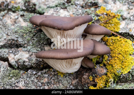 / Funghi Pleurotus ostreatus, gruppo di funghi che crescono su il tronco morto di un albero Foto Stock