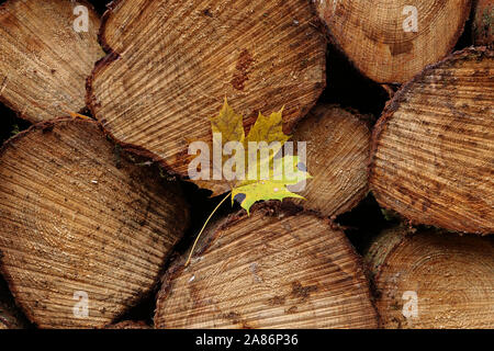 Giallo maple leaf risiede nel bosco su registri Foto Stock