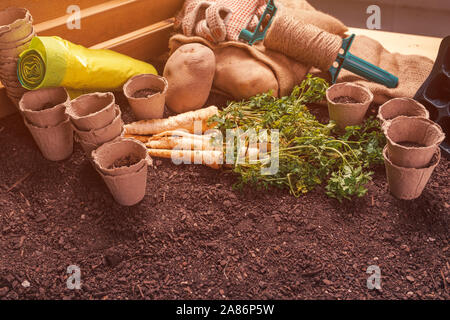 Agricoltura biologica di prezzemolo e le patate, homegrown vegetali di produzione alimentare Foto Stock