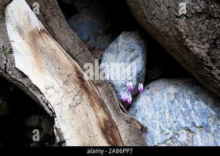 Pianta Flowering germogliato attraverso le pietre Foto Stock