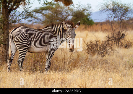 Grevy Grévy Grevy dell's zebra, Equus grevyi, bianco e nero con strisce sottili. Samburu riserva nazionale, Kenya, Africa orientale. Specie in via di estinzione Foto Stock