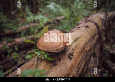 Un fungo (un tipo di funghi porcini) è crescente sul tronco di un albero morto. Bellezza autunnale visto nel Grunewald, Berlino città della foresta, Germania. Foto Stock