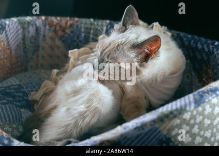 Gatto Thai si trova sul suo lato e lecca dopo la chirurgia. Sfondo nero, gatto su un lettino di brillanti, tonica Foto Stock