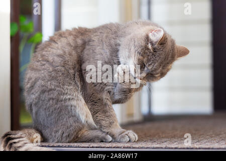 Un gatto grigio si siede su un tappeto sui gradini all'ingresso di un doi rurale, leccare la sua zampa anteriore. Close-up, il fuoco selettivo dello spazio libero sulla sinistra Foto Stock