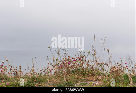 Fiori di campo crescente accanto alla costa sud-ovest il percorso nei pressi di Wheal Coates sulla St Agnes Costa del patrimonio, Cornwall Foto Stock