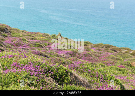 Fiori di campo crescente accanto alla costa sud-ovest il percorso nei pressi di Wheal Coates sulla St Agnes Costa del patrimonio, Cornwall Foto Stock