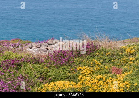 Fiori di campo crescente accanto alla costa sud-ovest il percorso nei pressi di Wheal Coates sulla St Agnes Costa del patrimonio, Cornwall Foto Stock