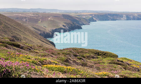 Fiori selvatici che crescono su lungo la costa sud occidentale il percorso nei pressi di Wheal Coates, North Cornwall, Regno Unito Foto Stock
