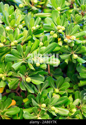 Frutti di acerbi fichi verdi su una giovane luce albero verde. Foto Stock