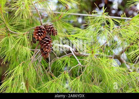 Aperto marrone coni fir su uno sfondo verde chiaro di aghi di spine di un pino mediterraneo, closeup, con copia spazio. Foto Stock