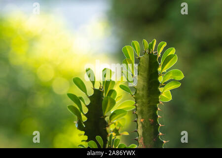 La parte superiore dello stelo dell'Euphorbia trigona e le foglie che brillano contro la sera la luce del sole in una sfocatura sullo sfondo di vegetazione. Con spazio di copia Foto Stock