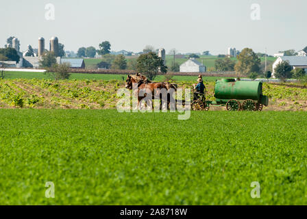 Amish padre figlio di insegnamento come diffusione di concime liquido su una soleggiata giornata autunnale Foto Stock