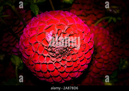 Rosso scuro dahlia fiore in fiore Foto Stock