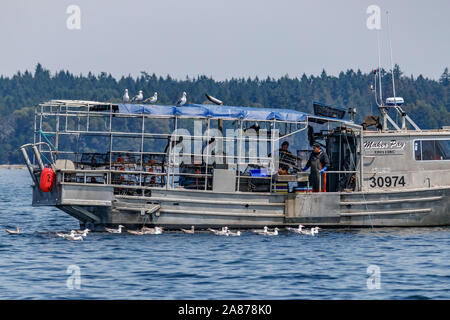 Con i gabbiani ansiosamente guardando, tre pescatori lavorano in un commerciale della pesca di gamberi in British Columbia. Un uomo guarda mentre una seconda scarica una trappola. Foto Stock