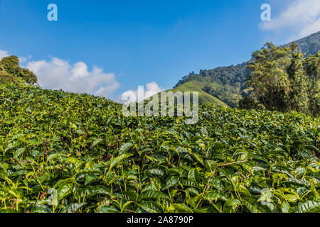 Le piantagioni di tè in Cameron Highlands in Malesia Foto Stock