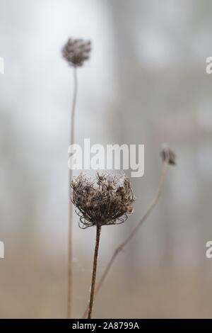 Asciugare Daucus carota - Queen Anne's Pizzi - in autunno. Foto Stock