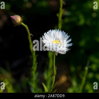 Un bel ciuffo di decorazione Australian rosa e bianco Everlastings o carta di margherite una specie in generi Xerochrysum famiglia Asteraceae in primavera. Foto Stock