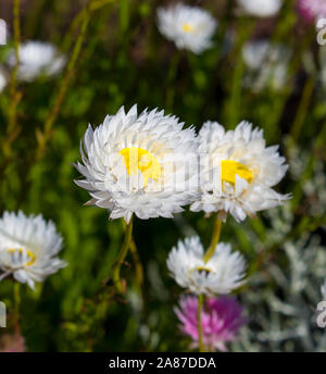 Un bel ciuffo di decorazione Australian rosa e bianco Everlastings o carta di margherite una specie in generi Xerochrysum famiglia Asteraceae in primavera. Foto Stock