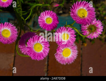 Un bel ciuffo di decorazione Australian rosa e bianco Everlastings o carta di margherite una specie in generi Xerochrysum famiglia Asteraceae in primavera. Foto Stock